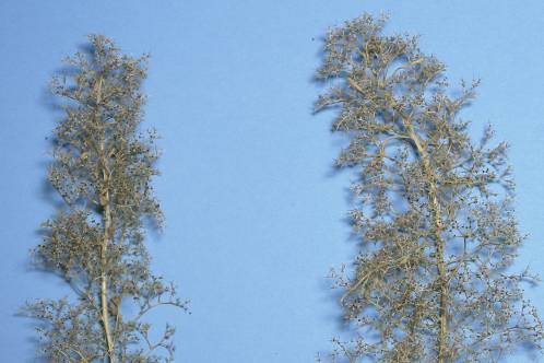 Twee kale Noch Naturbäume, zo uit de verpakking