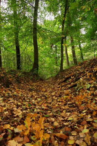 Kleurrijk contrast tussen bladeren en bomen