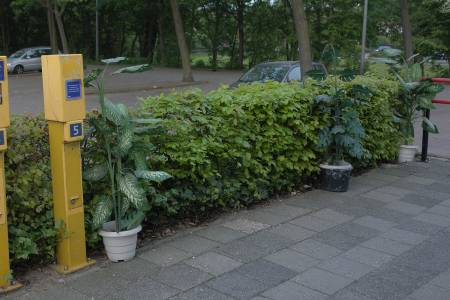 Kunstplanten op station Purmerend