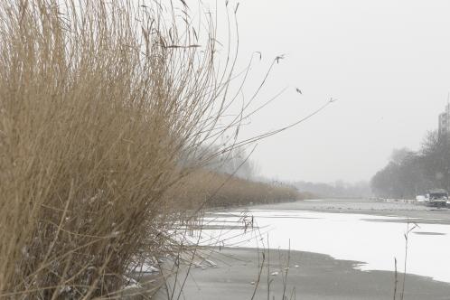 Een bevroren Noord-Hollands kanaal, bedekt met sneeuw langs de Purmerdijk te Purmerend