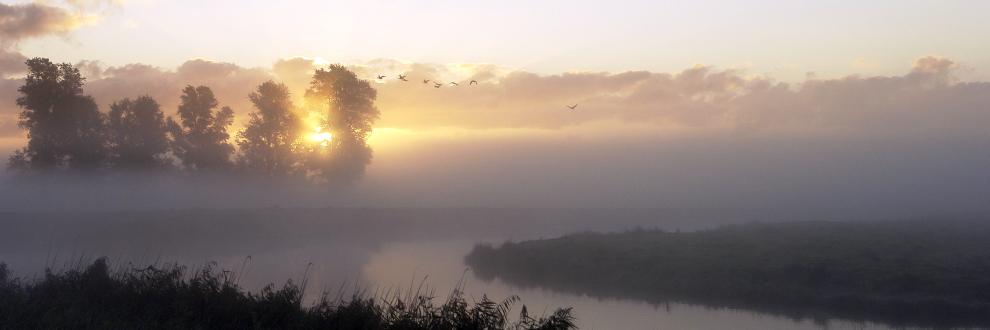 Sloten, boomtoppen die boven de mist uitsteken, een goudgele opgaande zon en vogels die overvliegen tijdens zonsopkomst in het Twiske op 13 september 2018