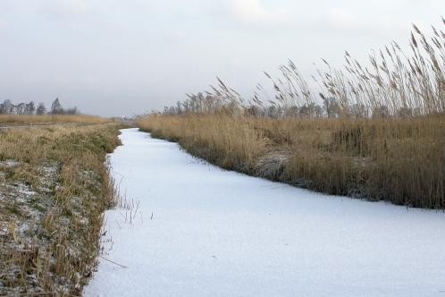Een bevroren sloot in het Twiske is bedekt met sneeuw. Aan weerszijden steken rietstengels uit zover het oog kan zien
